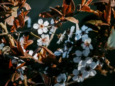 키네코 카지노 모바일 앱